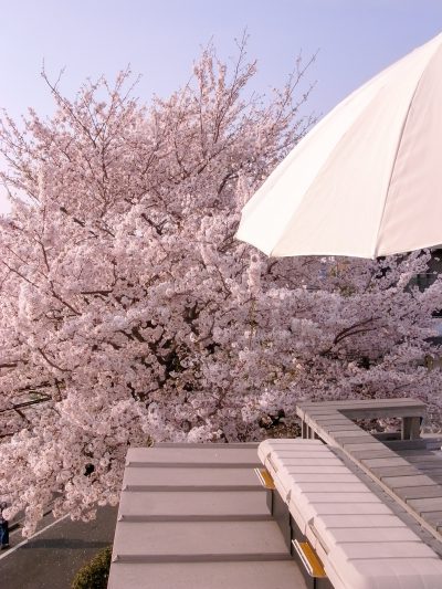 屋根上デッキから見る桜